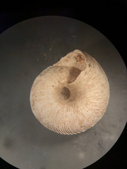 Anguispira strongylodes