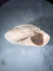 Anguispira strongylodes