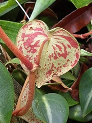 Peperomia eburnea