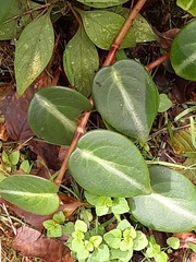 Peperomia eburnea