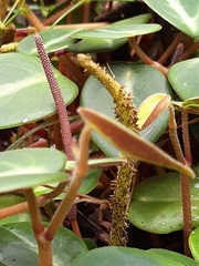 Peperomia eburnea
