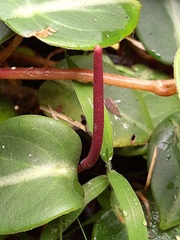 Peperomia eburnea