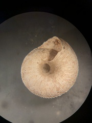 Anguispira strongylodes