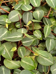 Peperomia eburnea