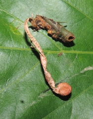 Paraisaria amazonica