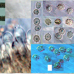 Ripartites helomorphus