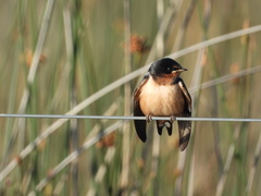 Hirundo rustica