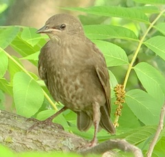 Sturnus vulgaris
