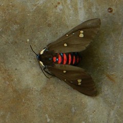 Euclera rubricincta
