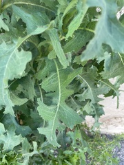 Lactuca serriola