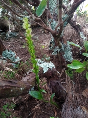 Platanthera pollostantha