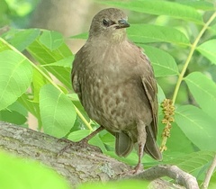 Sturnus vulgaris
