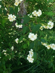 Angiospermae