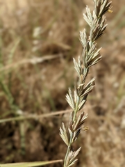 Leymus × multiflorus