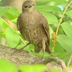 Sturnus vulgaris