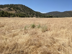 Leymus × multiflorus