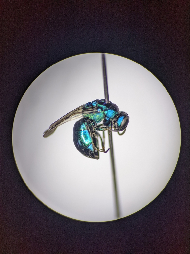 Omalus aeneus