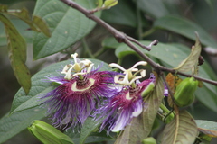 Passiflora serratifolia