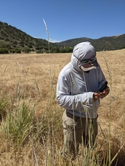 Leymus × multiflorus