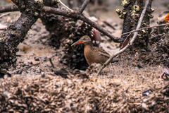 Rallus longirostris