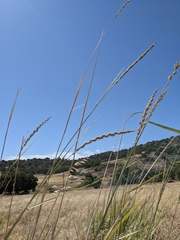 Leymus × multiflorus