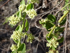 Cryptocarpus pyriformis