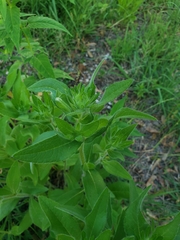 Magnoliopsida