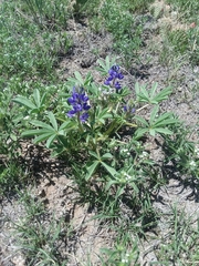 Lupinus pusillus