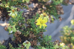 Lecocarpus pinnatifidus