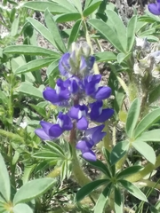 Lupinus pusillus
