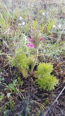 Pedicularis rubens