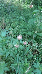 Allium canadense ecristatum