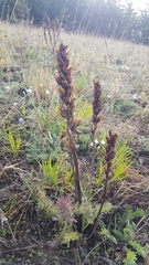 Pedicularis rubens