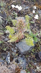Pedicularis rubens