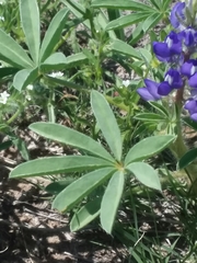 Lupinus pusillus