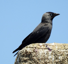 Corvus monedula