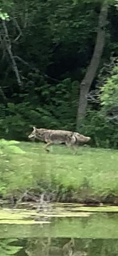 Coyote photographed in Kansas