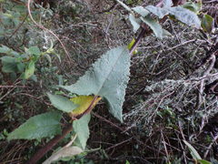 Munnozia senecionidis
