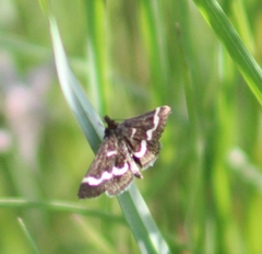 Pyrausta nigrata