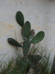 Opuntia pittieri