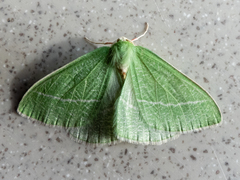 Chlorosea banksaria