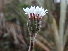 Oritrophium peruvianum