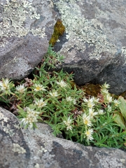 Paronychia argyrocoma