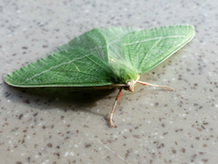 Chlorosea banksaria