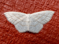 Scopula junctaria