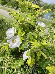 Rosa rugosa