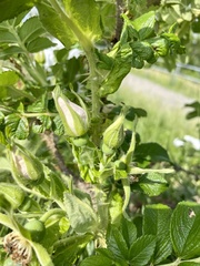Rosa rugosa