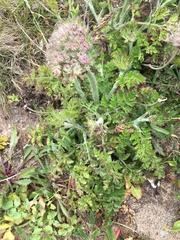 Daucus carota gummifer