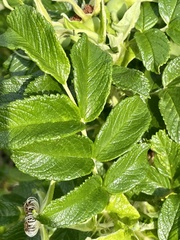 Rosa rugosa