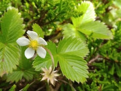 Fragaria vesca vesca
